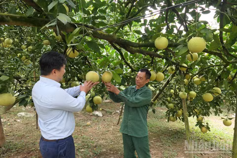 Nhiều hộ dân tại xã Xuân Vân, tỉnh Tuyên Quang tăng thu nhập từ trồng bưởi đặc sản. (Ảnh: KHÁNH TOÀN)