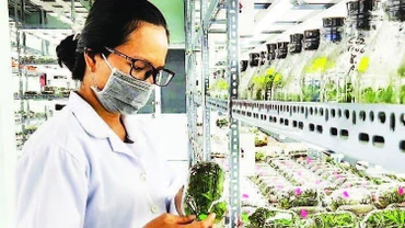 Nhân giống hoa lan trong ống nghiệm tại Khu Nông nghiệp công nghệ cao Thành phố Hồ Chí Minh.