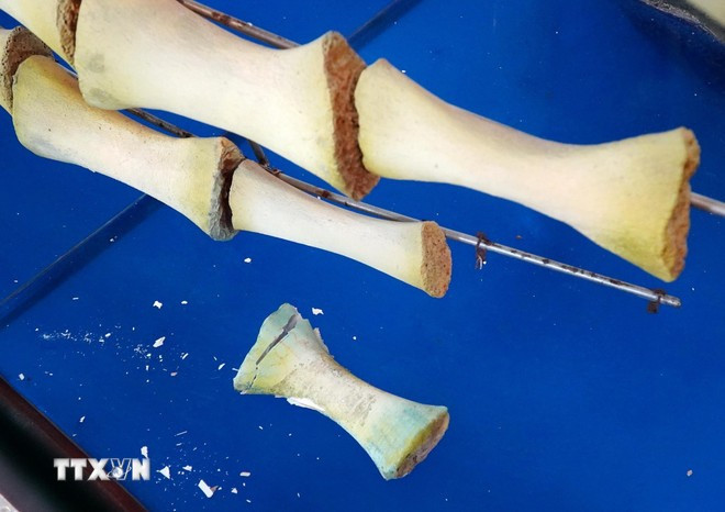 Nhiều vị trí xương sụn phục dựng của 2 bộ xương Cá Ông Lăng Tân bị hư hỏng hoàn toàn. (Ảnh: Lê Phước Ngọc/TTXVN)