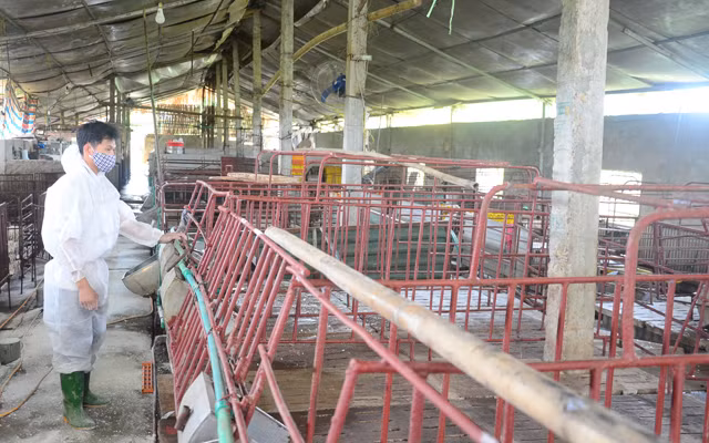 Thêm địa phương xuất hiện dịch tả lợn châu Phi ảnh 3