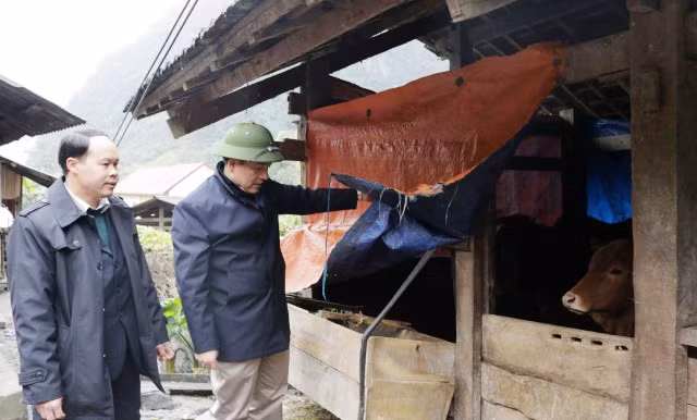 Hà Giang tăng cường chống rét cho đàn gia súc ảnh 1 Hà Giang tăng cường chống rét cho đàn gia súc ảnh 1