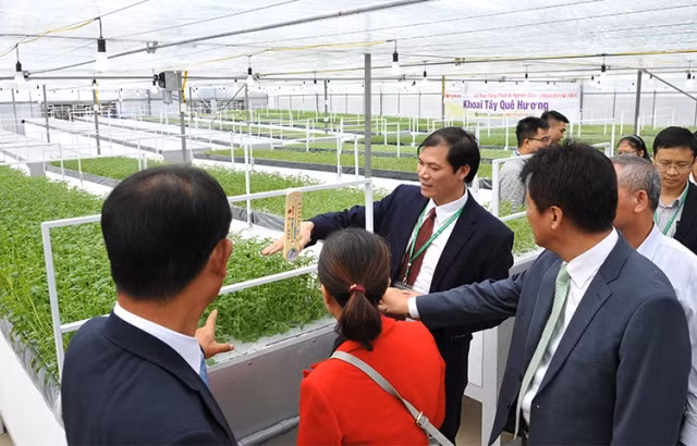 Nhà nhân giống khoai tây sạch bệnh ảnh 11 Nhà nhân giống khoai tây sạch bệnh ảnh 11