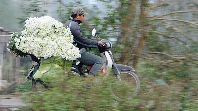 Làng hoa Tây Tựu ảnh 3 Làng hoa Tây Tựu ảnh 3