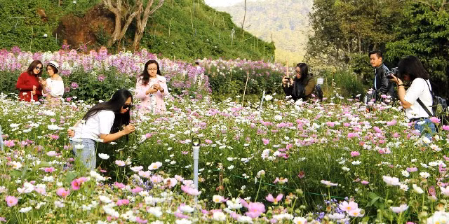 “Bay” trên những cánh đồng hoa Đà Lạt ảnh 3