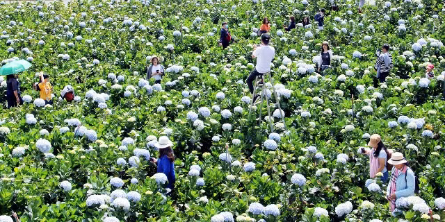 “Bay” trên những cánh đồng hoa Đà Lạt ảnh 7