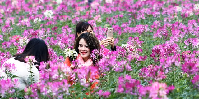 “Bay” trên những cánh đồng hoa Đà Lạt ảnh 4