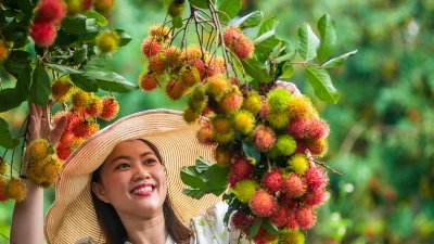 Long Khánh được xem là "thủ phủ' của nhiều loại trái cây ngon nức tiếng ở Đông Nam Bộ.