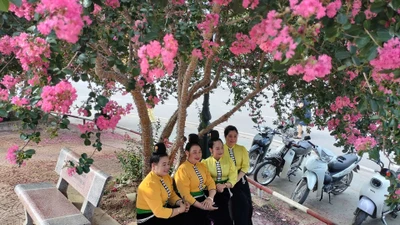 Tại thành phố Sơn La, tỉnh Sơn La, hoa Tường Vi bắt đầu nở rộ từ cuối tháng 5 với những cánh hoa mỏng manh mang sắc hồng tươi tắn, tô điểm thêm vẻ đẹp của thành phố, tạo cảnh sắc thơ mộng, làm say đắm lòng người.
