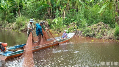 Tái hiện hoạt động chụp đìa bắt cá đồng tại Vườn Quốc gia U Minh hạ.