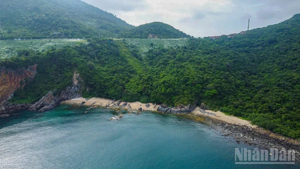 Các rừng nguyên sinh có tiềm năng lớn trong thị trường tín chỉ carbon. Trong ảnh là một góc bán đảo Sơn Trà - một trong những cánh rừng nguyên sinh tại Đà Nẵng. (Ảnh: PHAN HẢI TÙNG LÂM)