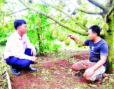Từ nguồn vốn vay ưu đãi, vườn sầu riêng của gia đình anh Y Grin Knul ở buôn Ka Na A, xã Cư M’gar đã được đầu tư bài bản và cho năng suất cao.