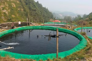 Mỗi năm xã Mường Hum cung cấp ra thị trường từ 80-100 tấn cá thương phẩm, mang lại thu nhập hàng chục tỷ đồng cho người dân.