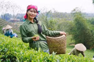 Chị Bùi Thị Mai cùng các thành viên hợp tác xã thu hoạch chè sạch canh tác theo phương pháp hữu cơ (Ảnh HƯƠNG DỊU)