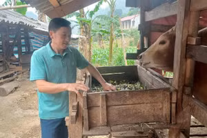 Người dân xóm Lũng Ngần, xã Hà Quảng phát triển chăn nuôi, cải thiện thu nhập.