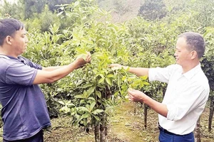 Cây hồi trở thành cây trồng chủ lực để xóa nghèo tại xã Đường Hồng.