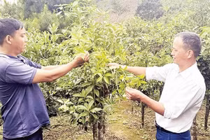 Cây hồi trở thành cây trồng chủ lực để xóa nghèo tại xã Đường Hồng.