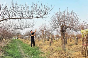 Anh Trịnh Văn Hiệu, thôn 8, xã Xuân Du trong vườn đào của gia đình.