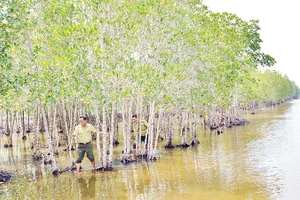 Rừng đước ở vùng ven biển các xã khu vực Bạc Liêu (nay thuộc tỉnh Cà Mau) như “lá chắn mềm” bảo vệ vững chắc tuyến đê phòng hộ của tỉnh.