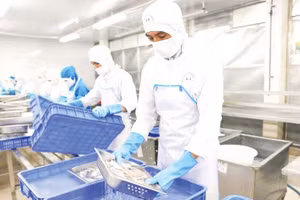 Chế biến thủy sản xuất khẩu tại Công ty Baseafood.
