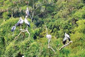 Hơn 40 loài chim quần tụ, sinh sống tại Khu du lịch sinh thái Thung Nham, Ninh Bình.
