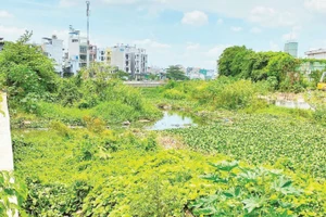 Cây cỏ phủ kín lòng kênh Tham Lương-Bến Cát-rạch Nước Lên.