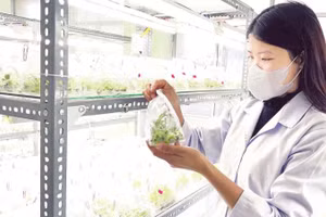 Nuôi cấy mô tạo ra cây giống atisô chất lượng và khả năng nhân giống tốt hơn so với phương pháp truyền thống.