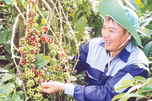 Tận dụng thời tiết, đất đai thuận lợi, người nông dân ở Đắk Lắk phát triển mạnh các loại cây công nghiệp, nhất là cây cà-phê.