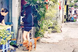 Nhiều chủ nuôi vẫn chưa thực hiện đúng quy định bảo hộ an toàn cho động vật khi ra ngoài cộng đồng.