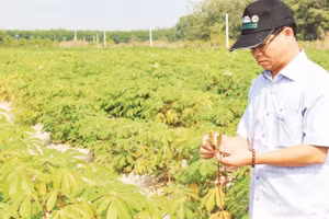 Nhà khoa học kiểm tra tình hình dịch bệnh khảm lá tại vùng nguyên liệu sắn của tỉnh Tây Ninh.