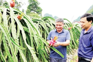 Nông dân phường Chiềng An phát triển mô hình thanh long ruột đỏ. (Ảnh NGUYỄN YẾN)