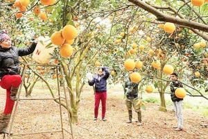 Vườn cam Cao Phong sau khi được tái canh cho chất lượng và sản lượng tốt.