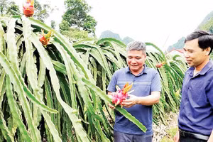 Nông dân phường Chiềng An phát triển mô hình thanh long ruột đỏ. (Ảnh NGUYỄN YẾN)