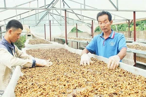 Nhờ đổi mới đồng bộ từ giống, quy trình và công nghệ, đến nay 97% sản lượng cà-phê đặc sản của hợp tác xã được xuất khẩu sang hơn 20 quốc gia.