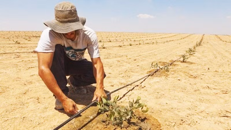 Công nghệ tưới tiêu nhỏ giọt trên sa mạc của Israel. Ảnh: AP 