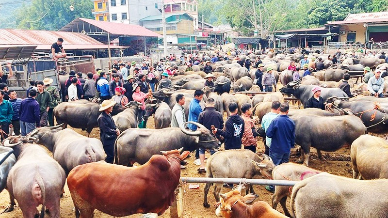 Mỗi phiên chợ giao dịch hàng nghìn con trâu, bò với giá trị trên dưới 50 tỷ đồng. 