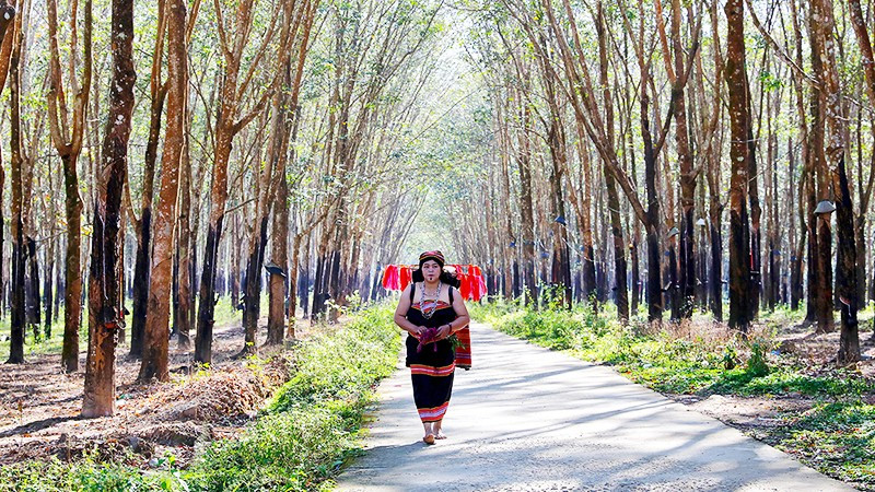 Từ sáng sớm, lúa thiêng sẽ được một phụ nữ đảm đang trong làng rước về từ rẫy để thực hiện nghi lễ cúng lúa mới.