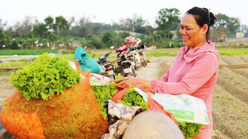 Rau và hành Hương An được thương lái đến thu mua, phân loại ngay tại ruộng.