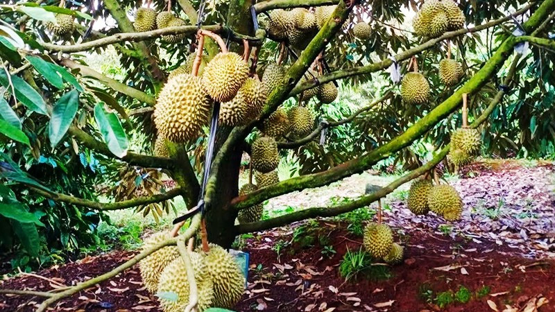 Vườn sầu riêng ở tỉnh Gia Lai.