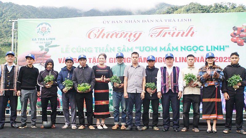 Chính quyền xã Trà Linh và doanh nghiệp trao tặng sâm giống cho các hộ có nhu cầu trồng sâm để thoát nghèo.