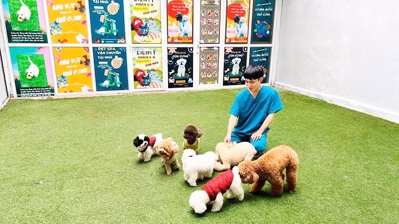 Chó mèo được thả chơi tự do trong khuôn viên khách sạn.