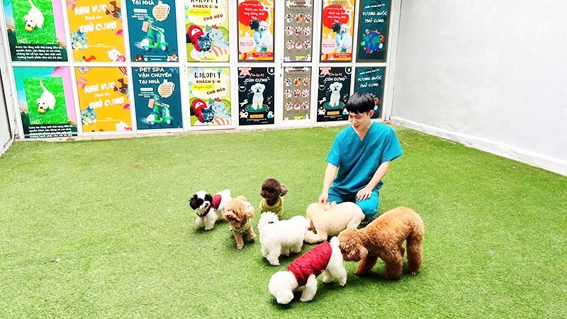 Chó mèo được thả chơi tự do trong khuôn viên khách sạn.