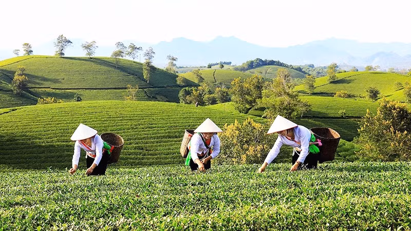 Thu hoạch chè ở Long Cốc. Ảnh: ÚT MƯỜI