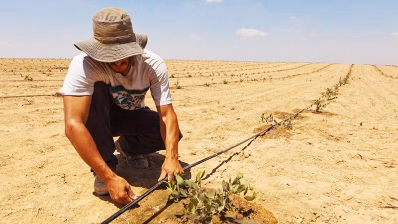 Hệ thống tưới nhỏ giọt giúp khôi phục nhiều ha đất bị sa mạc hóa. Ảnh: API.NEWS