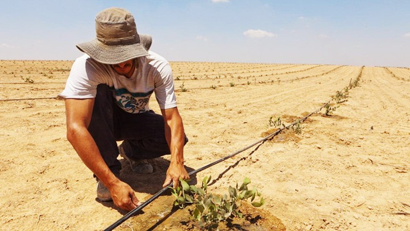 Hệ thống tưới nhỏ giọt giúp khôi phục nhiều ha đất bị sa mạc hóa. Ảnh: API.NEWS