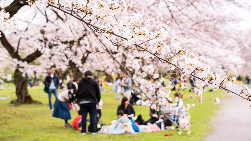 Mùa hoa anh đào tại Nhật Bản đến sớm