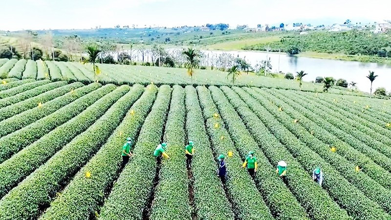 Nhiều nông trường được chuyển đổi thành công ty cổ phần.