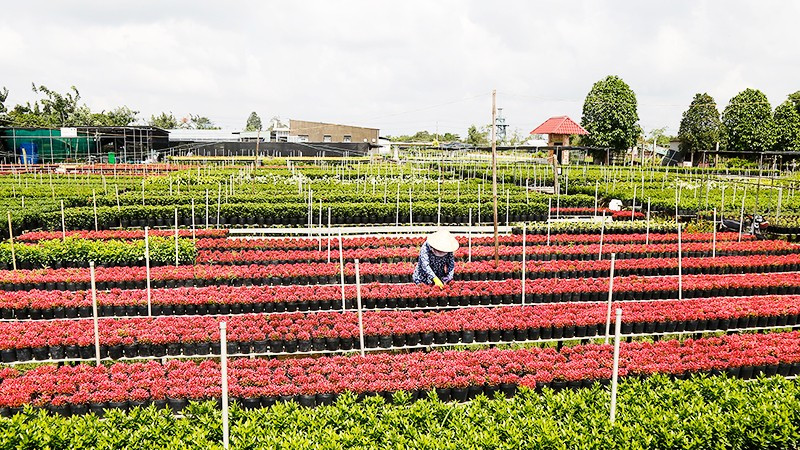 Làng hoa Sa Đéc (Đồng Tháp) có mô hình nông nghiệp phong phú.