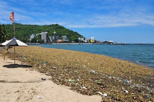 Lục bình và rác thải đại dương tấp vào bãi trước, Vũng Tàu tháng 6/2025.