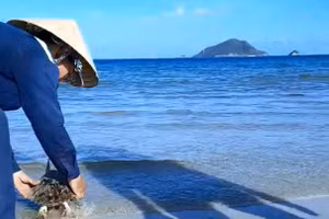 Công nhân vệ sinh môi trường Côn Đảo thả đồi mồi về biển sau khi cắt, gỡ lưới thải vướng vào chúng.