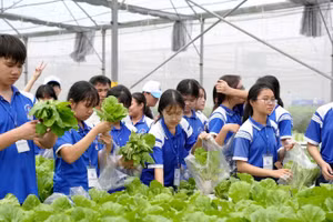 Học sinh tham quan mô hình trồng rau công nghệ cao. 